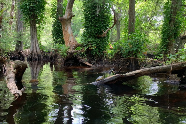 a tree next to a body of water