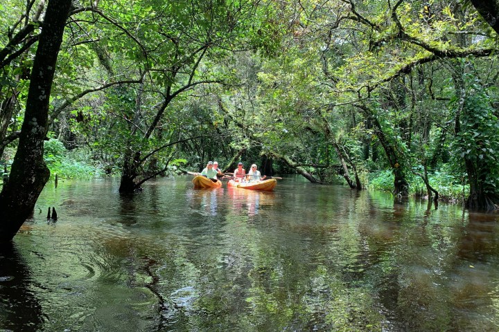 a tree in the middle of a body of water