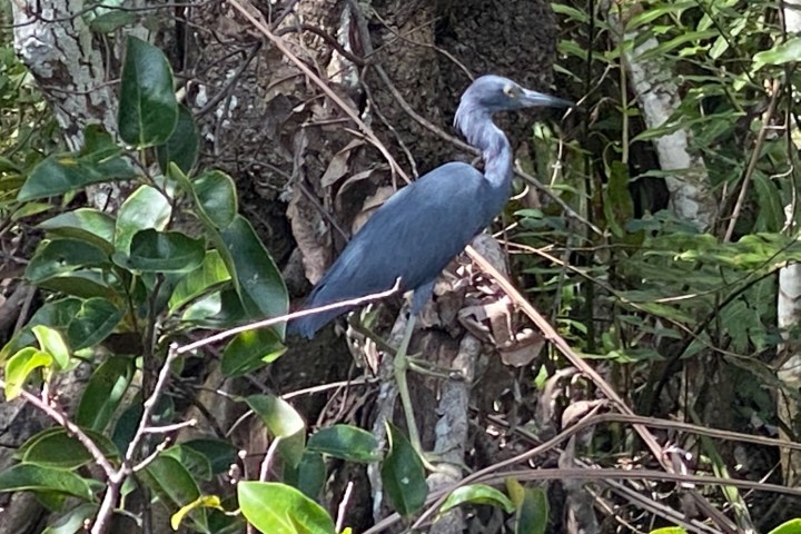 a bird standing on a branch