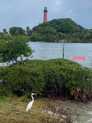 a bird standing in front of a body of water