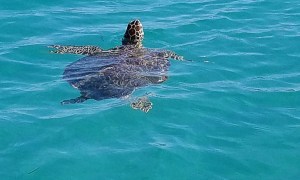 a turtle swimming under water