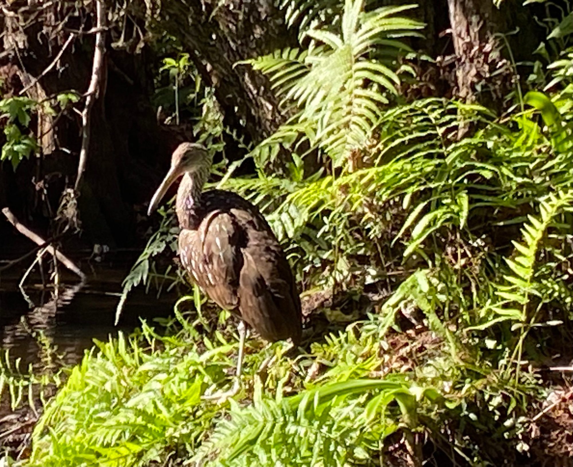IMG_1186 a bird that is standing in a forest