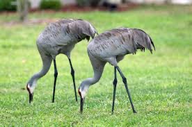 a bird standing on top of a grass covered field