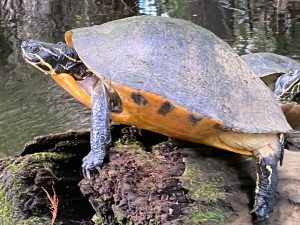 a turtle swimming under water